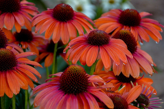 Green River 50 Orange You Coneflower Seeds - Drought-Tolerant Decor Seeds for Pollinator Gardens, Perennial Blooms, Ideal for Summer Conditions