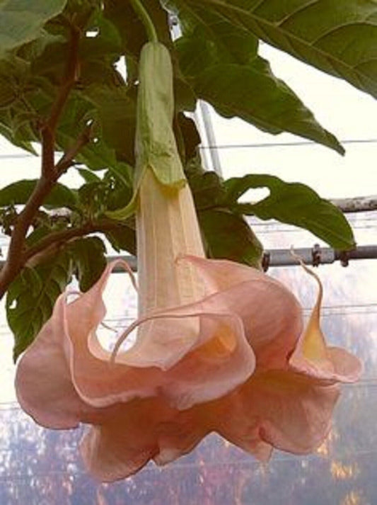 Green River Seeds 10 Cantaloupe Angel Trumpet Seeds - Premium Brugmansia Flowers for Pots Patios & Cottage Gardens - Fast Growing Exotic Scented Blooms for Full Sun Zones