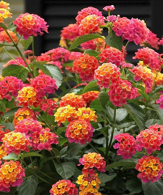 Green River 50 Pink Orange Verbena Seeds- Perennial Flower Seeds for Pots and Gardens, Vibrant Blooms for Pollinator Gardens, Fast-Growing Plant Seeds for Summer Color