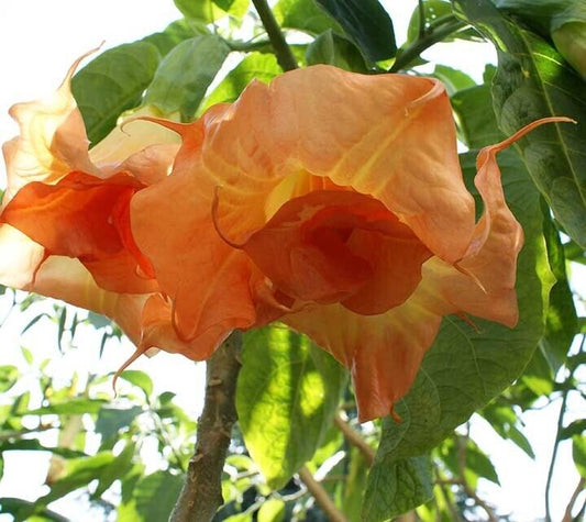 Green River Seeds 10 Magic Momen Angel Trumpet Seeds - Premium Brugmansia Flowers for Pots Patios & Cottage Gardens - Fast Growing Exotic Scented Blooms for Full Sun Zones