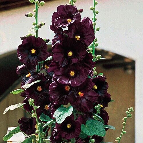 Green River 25 Black Hollyhock Seeds - Flower Seed Pack, Tall Perennial Blooms, Cottage Garden Plants for Borders, Premium Seeds for Planting, Pollinator Friendly Flowers