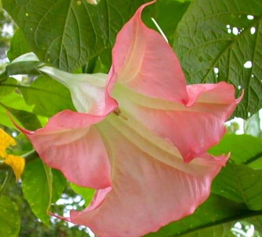 Green River Seeds 10 Sunset Angel Trumpet Seeds - Premium Brugmansia Flowers for Pots Patios & Cottage Gardens - Fast Growing Exotic Scented Blooms for Full Sun Zones