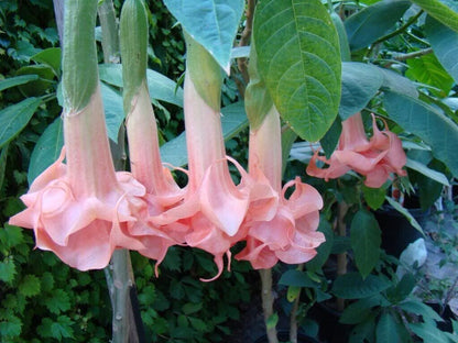 Green River Seeds 10 Salmon Perfect Angel Trumpet Seeds - Premium Brugmansia Flowers for Pots Patios & Cottage Gardens - Fast Growing Exotic Scented Blooms for Full Sun Zones