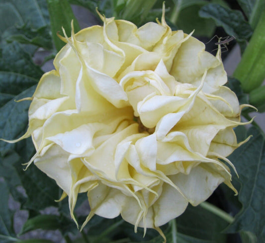 Green River Seeds 10 DBL Lemon Rose Angel Trumpet Seeds - Premium Brugmansia Flowers for Pots Patios & Cottage Gardens - Fast Growing Exotic Scented Blooms for Full Sun Zones