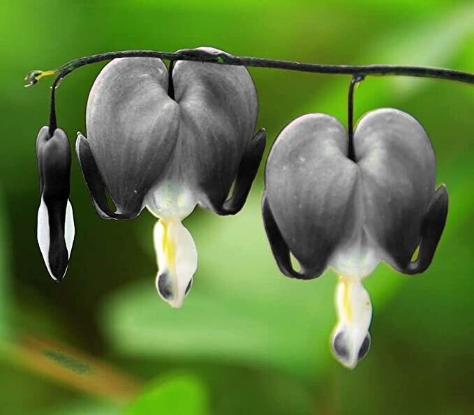 Green River 25 Light Gray Bleeding Heart Seeds Premium Flower Seeds for Shade Gardens & Containers Climbing Perennial Heart Seed Flowers Butterfly Friendly Low Maintenance
