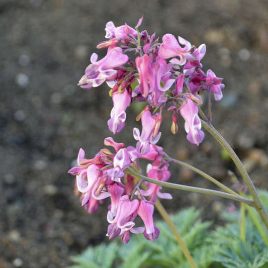 Green River 25 Pink Diamon Bleeding Heart Seeds Premium Flower Seeds for Shade Gardens & Containers Climbing Perennial Heart Seed Flowers Butterfly Friendly Low Maintenance