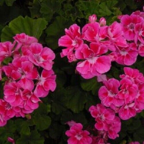 10 Bright Pink Geranium Seeds Hanging Basket Perennial Flowers Seed Flower 174