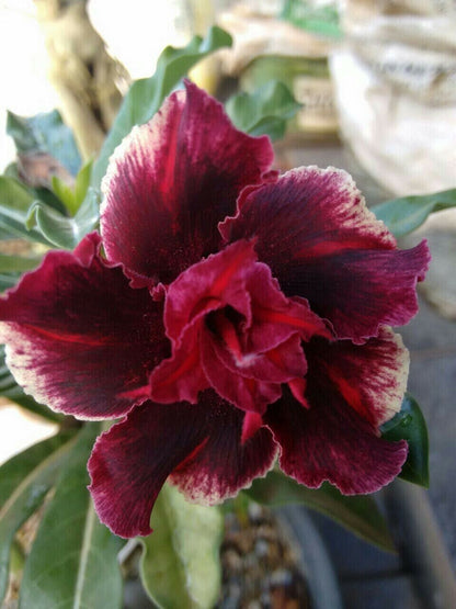 succulent with magenta flower Green River 4 Double Red Magenta Desert Rose Seeds