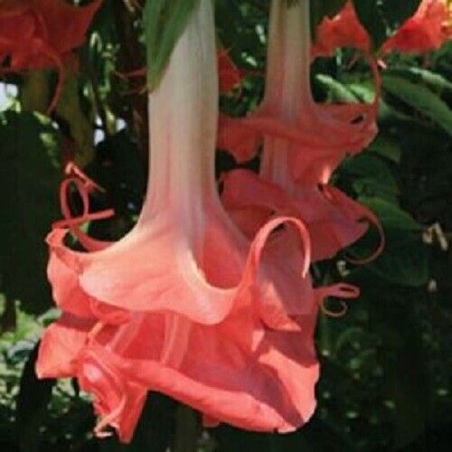 Green River Seeds 10 Double Pink Angel Trumpet Seeds - Premium Brugmansia Flowers for Pots Patios & Cottage Gardens - Fast Growing Exotic Scented Blooms for Full Sun Zones