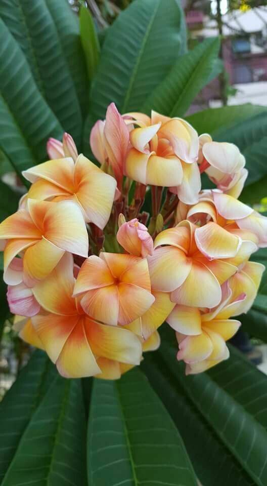 Green River 5 Yellow Orange Plumeria Seeds - Flower Seed Pack, Premium Tropical Blooms, Fragrant Perennial Plants for Garden Charm, Ideal for Leis and Containers