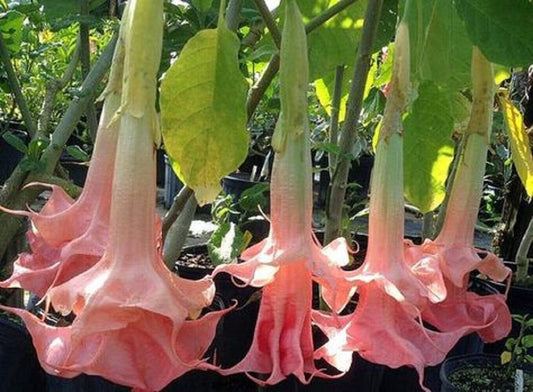 Green River Seeds 10 Perfect Pink Angel Trumpet Seeds - Premium Brugmansia Flowers for Pots Patios & Cottage Gardens - Fast Growing Exotic Scented Blooms for Full Sun Zones