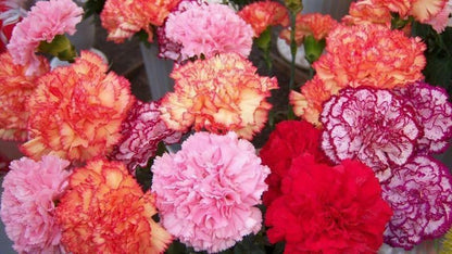 Green River 100 Double Mix Carnation Seeds- Premium Flower Seeds for Planting Borders, Bouquets & Cottage Gardens | Ruffled Fragrant Carnation Flower Seeds | Fancy Carnation Seeds | Perennial Blooms for Pollinator & Cut Flower Gardens