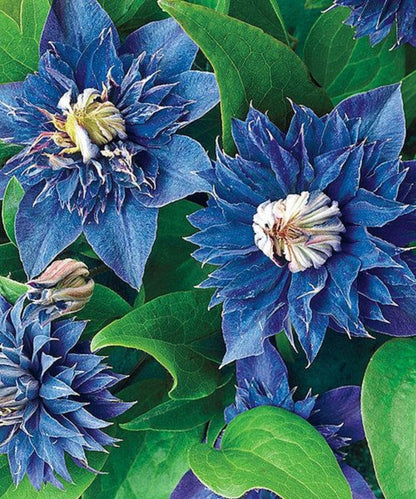Green River Double Blue Clematis Seeds - 25 Flower Seed Pack, Perennial Climbing Vine, Dried Clematis Plant Seeds for Fences and Trellises, All Seasons, USDA Zones 4-9
