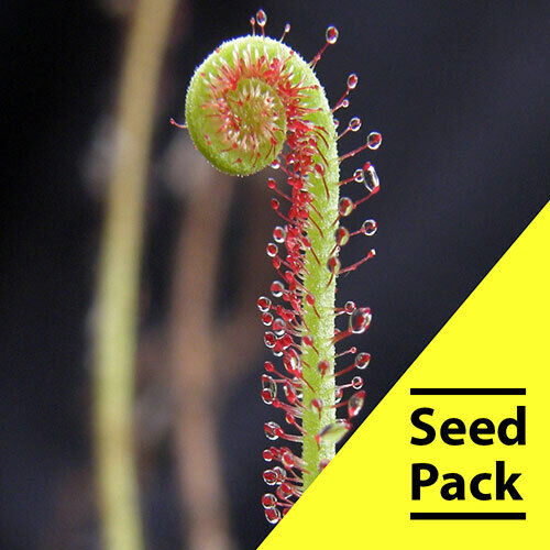 15 Drosera Filiformis SeedsCarnivorous Bug Eating Plant Insect Exotic CP-8