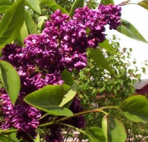 Green River 25 Dark Purple Lilac Seeds - Fragrant Spring Bloomers for Garden & Decor Decoratives - Premium Seeds, Heirloom Variety for Pollinator Gardens