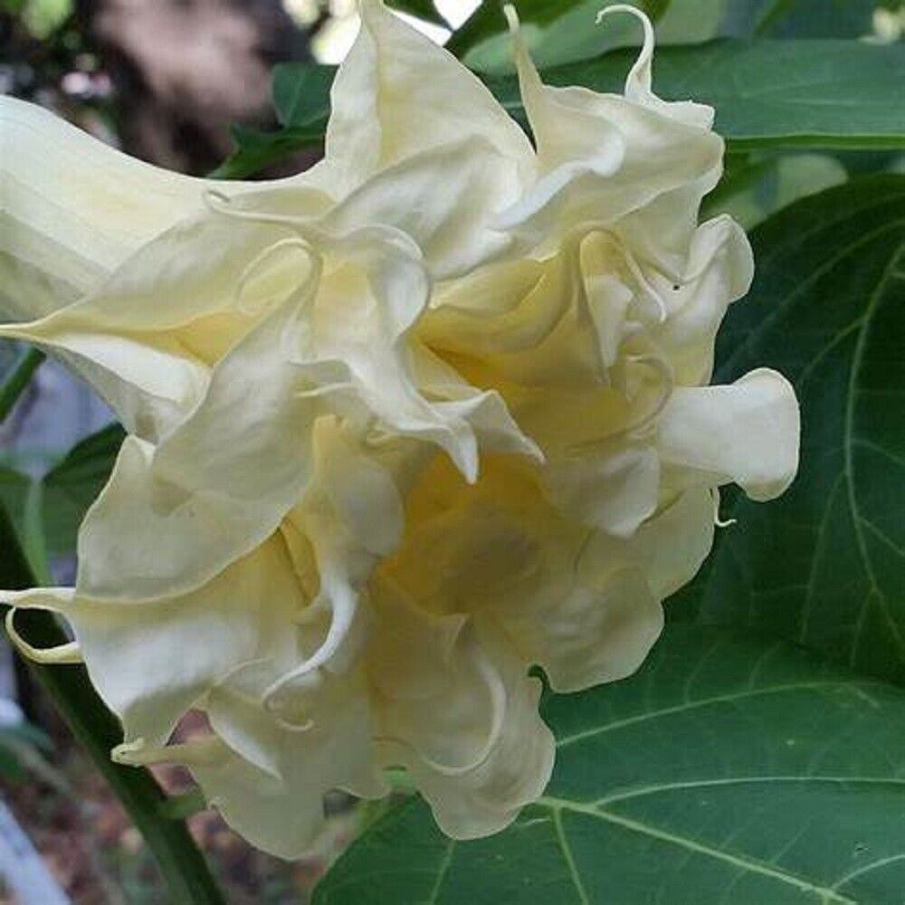 Green River Seeds 10 Triple Cream Angel Trumpet Seeds - Premium Brugmansia Flowers for Pots Patios & Cottage Gardens - Fast Growing Exotic Scented Blooms for Full Sun Zones