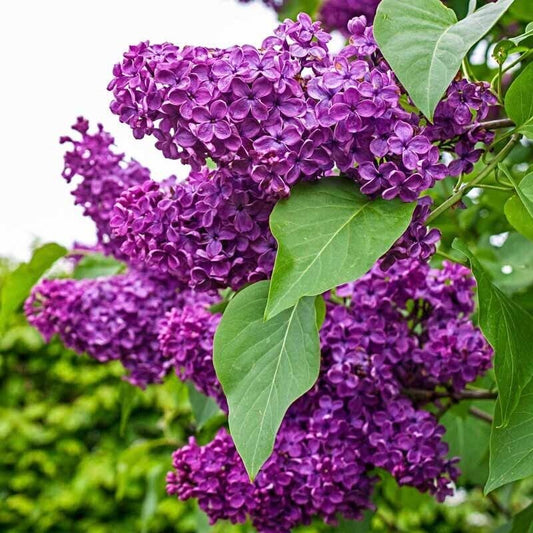 Green River 25 Charles Joy Lilac Seeds - Fragrant Spring Bloomers for Garden & Decor Decoratives - Premium Seeds, Heirloom Variety for Pollinator Gardens