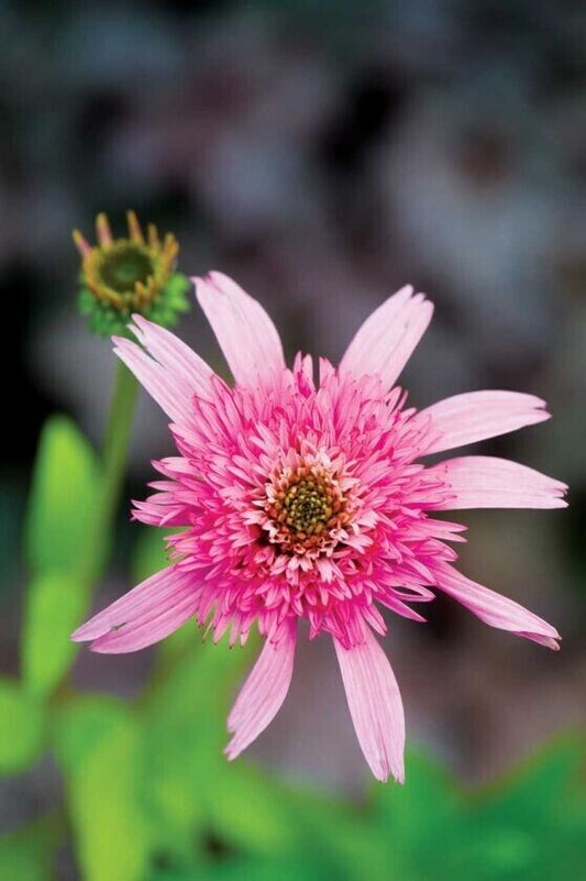 Green River 50 Pink Double Delight Coneflower Seeds - Drought-Tolerant Decor Seeds for Pollinator Gardens, Perennial Blooms, Ideal for Summer Conditions