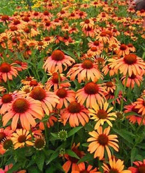 Green River 50 Orange Passion Coneflower Seeds - Drought-Tolerant Decor Seeds for Pollinator Gardens, Perennial Blooms, Ideal for Summer Conditions