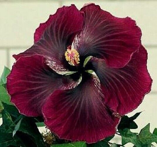 Green River 20 Dark Red Black Hibiscus Seeds - Premium Perennial Flower Seeds Pack for Tropical & Pollinator Gardens, Hardy Outdoor Seeds for Full Sun & Well-Drained Soil, Vibrant Garden Blooms Attracting Butterflies & Hummingbirds