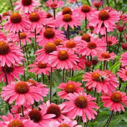 Green River 50 Sensation Pink Coneflower Seeds - Drought-Tolerant Decor Seeds for Pollinator Gardens, Perennial Blooms, Ideal for Summer Conditions