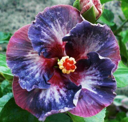 Green River 20 Blue Pink Purple Hibiscus Seeds - Premium Perennial Flower Seeds Pack for Tropical & Pollinator Gardens, Hardy Outdoor Seeds for Full Sun & Well-Drained Soil, Vibrant Garden Blooms Attracting Butterflies & Hummingbirds