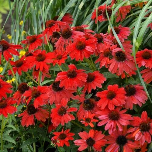 Green River 50 Red Salsa Coneflower Seeds - Drought-Tolerant Decor Seeds for Pollinator Gardens, Perennial Blooms, Ideal for Summer Conditions