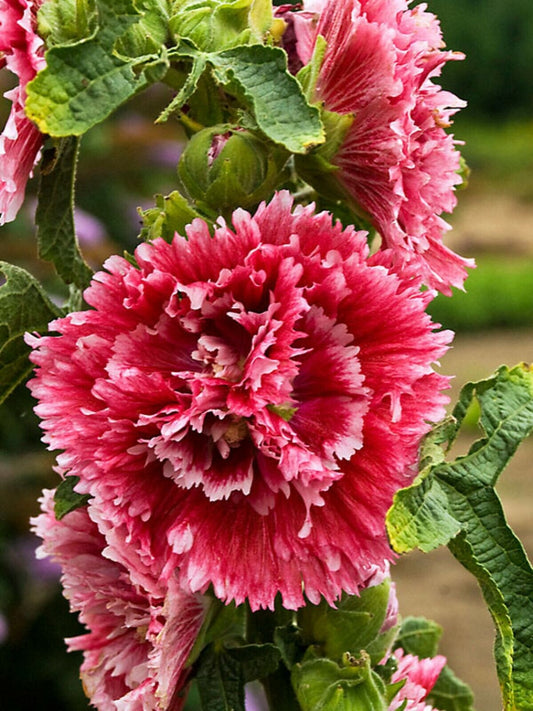 Green River 25 Double Red Pink Hollyhock Seeds - Flower Seed Pack, Tall Perennial Blooms, Cottage Garden Plants for Borders, Premium Seeds for Planting, Pollinator Friendly Flowers