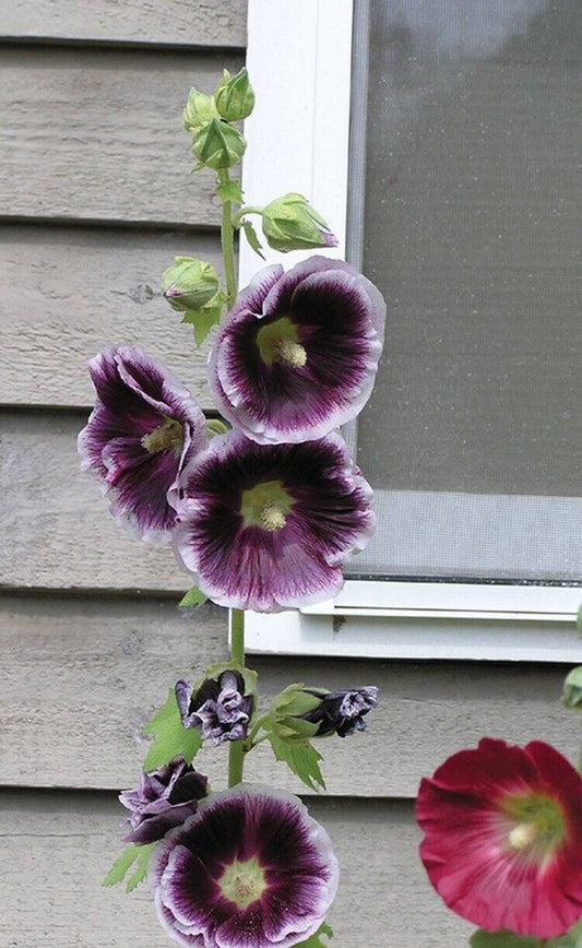 Green River 25 Purple White Hollyhock Seeds - Flower Seed Pack, Tall Perennial Blooms, Cottage Garden Plants for Borders, Premium Seeds for Planting, Pollinator Friendly Flowers