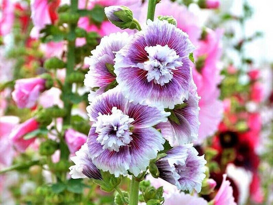 Green River 25 Double Purple White Hollyhock Seeds - Flower Seed Pack, Tall Perennial Blooms, Cottage Garden Plants for Borders, Premium Seeds for Planting, Pollinator Friendly Flowers