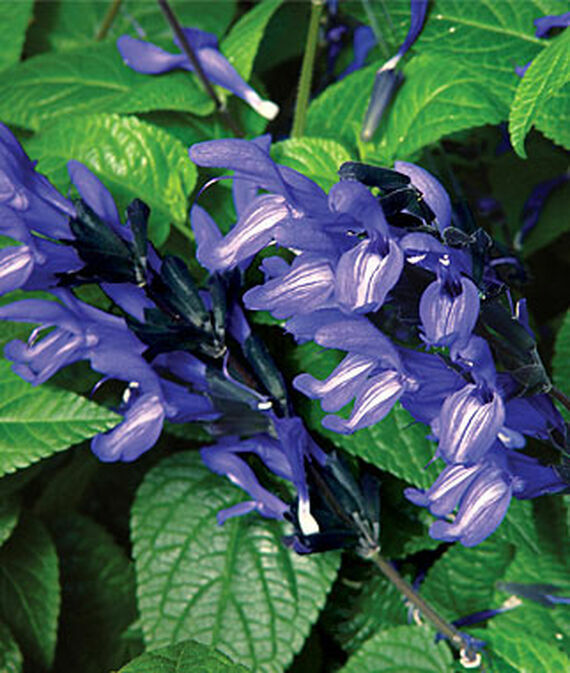 Green River 50 Black and Blue Salvia Seeds - Vibrant Perennial Flower Seeds for Borders & Pollinator Gardens, Drought-Tolerant, Butterfly Magnet, All Seasons, Bag, Partial Sun