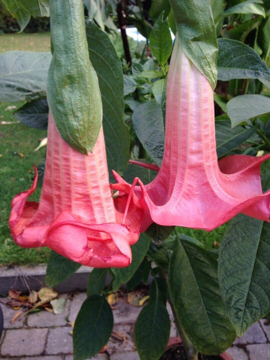 Green River Seeds 10 Red Prince Angel Trumpet Seeds - Premium Brugmansia Flowers for Pots Patios & Cottage Gardens - Fast Growing Exotic Scented Blooms for Full Sun Zones