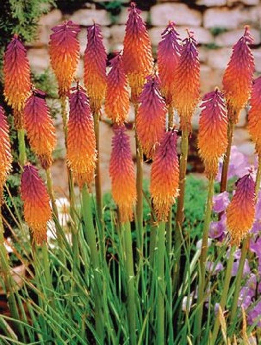 Green River 25 Orange Purple Hot Poker Torch Lily Flower Seeds- Premium Perennial Flower Seeds for Pollinator Gardens, Borders & Full Sun, Torch Lily Seeds for Planting, Heat-Tolerant, Vibrant Spikes for Cottage Garden Color
