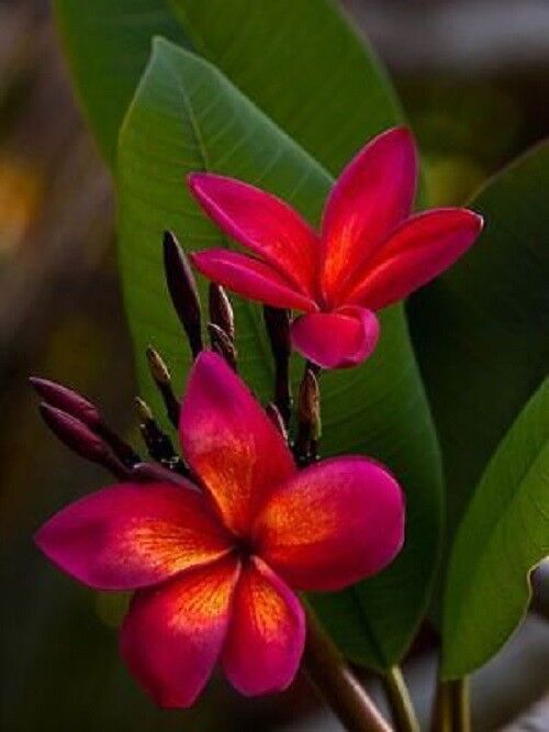 Green River 5 Dark Pink Orange Plumeria Seeds - Flower Seed Pack, Premium Tropical Blooms, Fragrant Perennial Plants for Garden Charm, Ideal for Leis and Containers