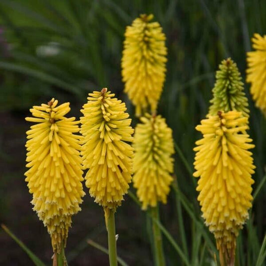 Green River 25 Malibu Madness Hot Poker Torch Lily Flower Seeds- Premium Perennial Flower Seeds for Pollinator Gardens, Borders & Full Sun, Torch Lily Seeds for Planting, Heat-Tolerant, Vibrant Spikes for Cottage Garden Color