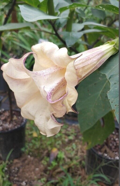 Green River Seeds 10 Box of Chocolate Angel Trumpet Seeds - Premium Brugmansia Flowers for Pots Patios & Cottage Gardens - Fast Growing Exotic Scented Blooms for Full Sun Zones
