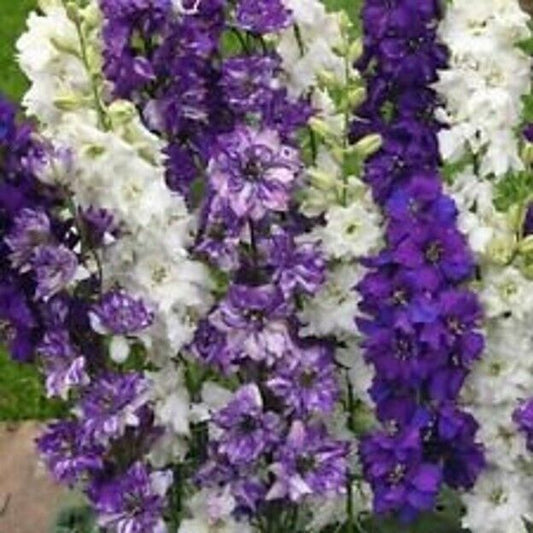 Green River 50 Connecticut Yankee Delphinium Seeds - Flower Seed Pack, Perennial Delphinium Flower Seeds, Tall Spikes for Borders, Premium Garden Plant Seeds for Planting