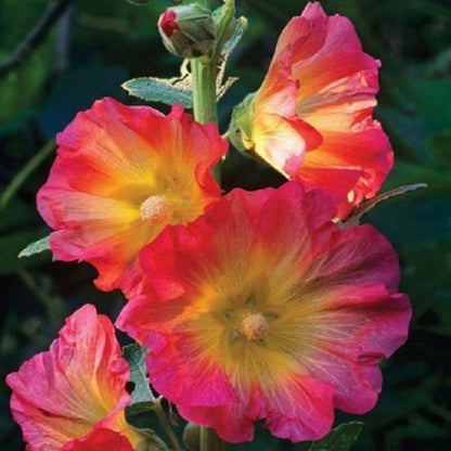 Green River 25 Pink Orange Hollyhock Seeds - Flower Seed Pack, Tall Perennial Blooms, Cottage Garden Plants for Borders, Premium Seeds for Planting, Pollinator Friendly Flowers