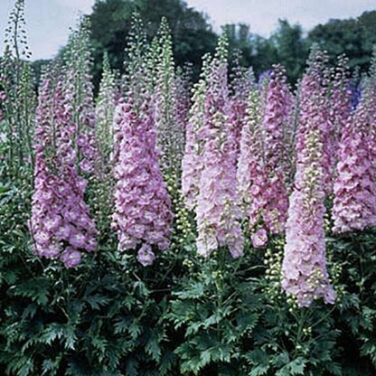 Green River 50 Million Dollar Delphinium Seeds - Flower Seed Pack, Perennial Delphinium Flower Seeds, Tall Spikes for Borders, Premium Garden Plant Seeds for Planting