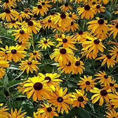Green River 50 Ozark Gold Coneflower Seeds - Drought-Tolerant Decor Seeds for Pollinator Gardens, Perennial Blooms, Ideal for Summer Conditions