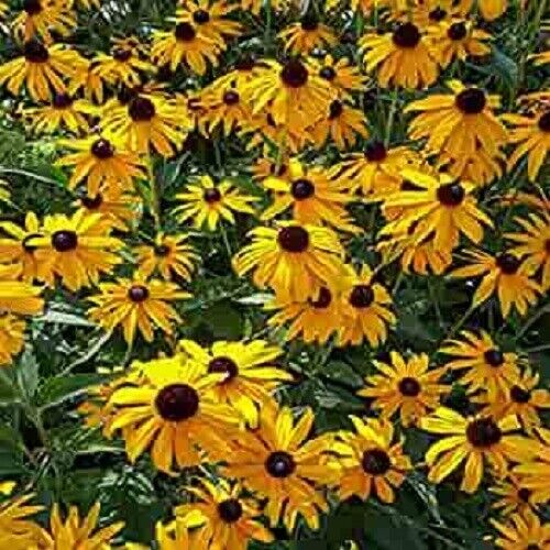 Green River 50 Ozark Gold Coneflower Seeds - Drought-Tolerant Decor Seeds for Pollinator Gardens, Perennial Blooms, Ideal for Summer Conditions