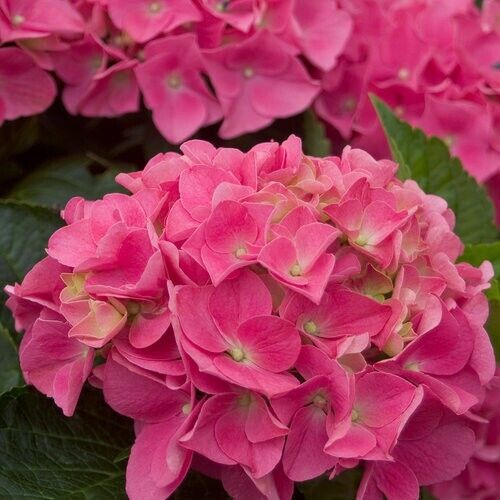 Green River 5 Vienna Pink Hydrangea Seeds – Premium Flower Seeds for Elegant Cottage Gardens, Patios & Borders – Rare Perennial Bush with Bold Summer Blooms – Hydrangea Limelight Seeds, Premium Seed Pack for Planting & Growing Beauty