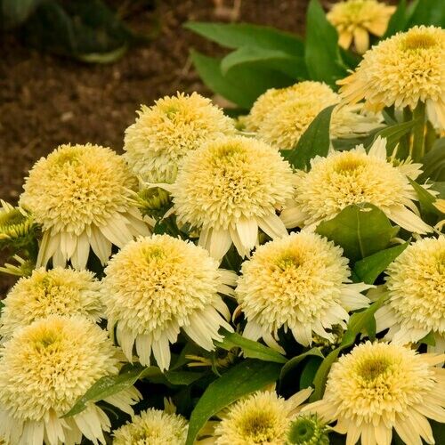 Green River 50 Butter Peacan Coneflower Seeds - Drought-Tolerant Decor Seeds for Pollinator Gardens, Perennial Blooms, Ideal for Summer Conditions