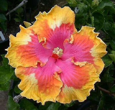 Green River 20 Pink Yellow Orange Hibiscus Seeds - Premium Perennial Flower Seeds Pack for Tropical & Pollinator Gardens, Hardy Outdoor Seeds for Full Sun & Well-Drained Soil, Vibrant Garden Blooms Attracting Butterflies & Hummingbirds