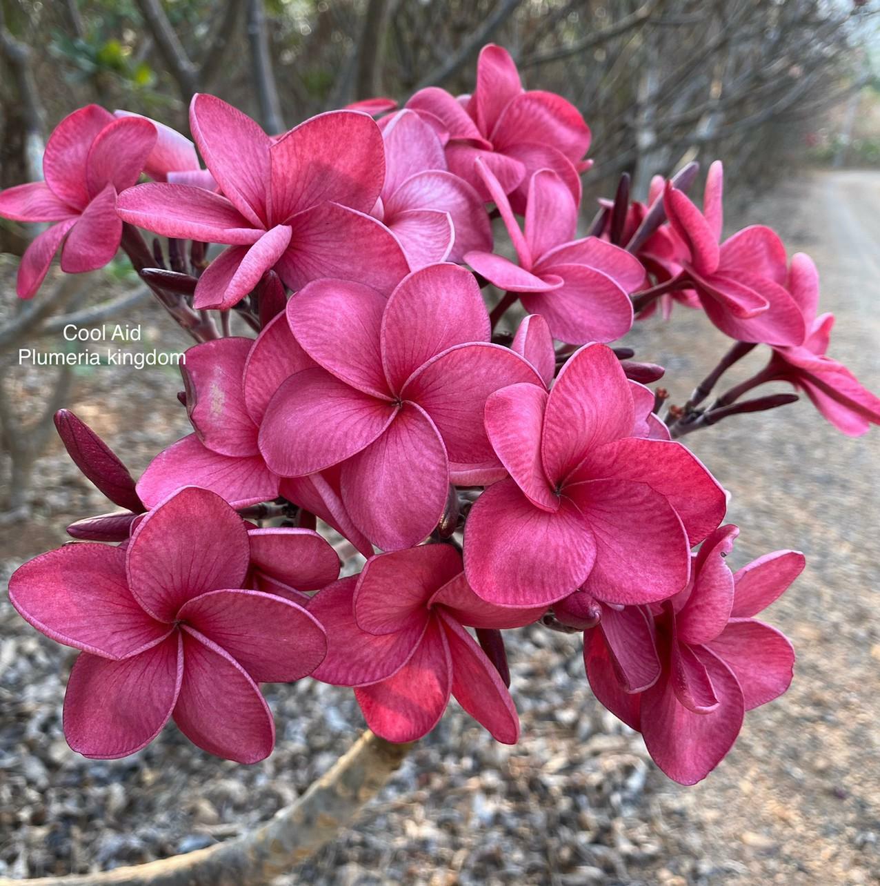Green River 5 Cool Aid Plumeria Seeds - Flower Seed Pack, Premium