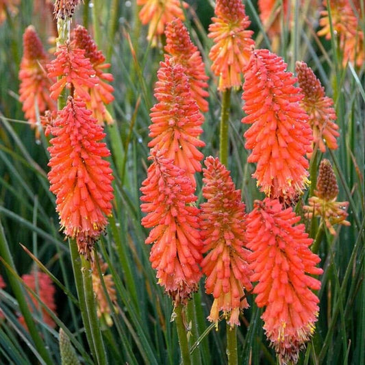 Green River 25 Poker Face Hot Poker Torch Lily Flower Seeds- Premium Perennial Flower Seeds for Pollinator Gardens, Borders & Full Sun, Torch Lily Seeds for Planting, Heat-Tolerant, Vibrant Spikes for Cottage Garden Color