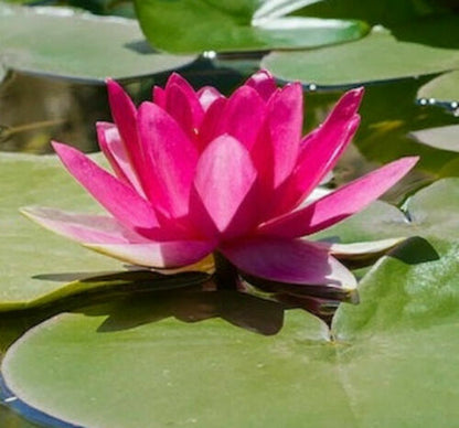 water lily seed planting Green River 5 Bright Pink Water Hot Poker Torch Lily Flower Seeds- Pre – Green River Seeds