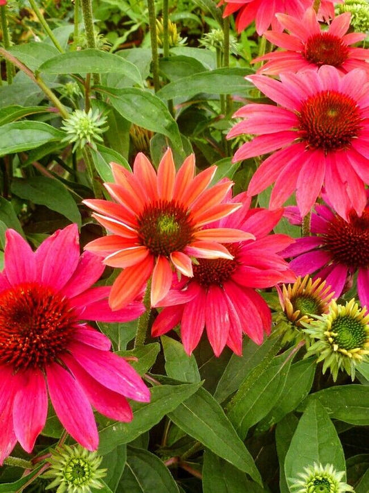 Green River 50 Tres Amigos Coneflower Seeds - Drought-Tolerant Decor Seeds for Pollinator Gardens, Perennial Blooms, Ideal for Summer Conditions