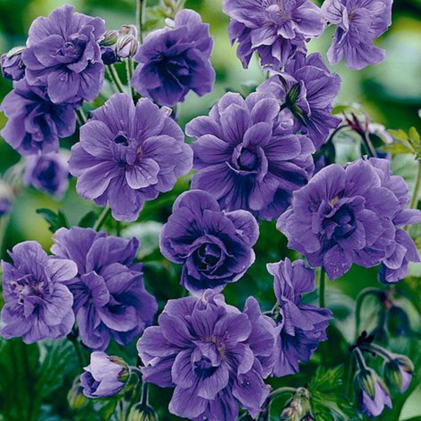 Green River 10 Double Purple Geranium Seeds - Decor Decoratives for Garden & Container Gardening & Balcony Decor - Long Blooming, Pollinator Friendly, Compact Growth, All Seasons Use