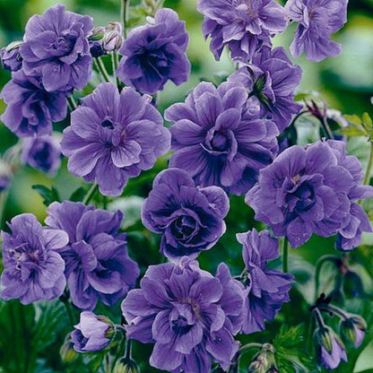 Green River 10 Double Purple Geranium Seeds - Decor Decoratives for Garden & Container Gardening & Balcony Decor - Long Blooming, Pollinator Friendly, Compact Growth, All Seasons Use